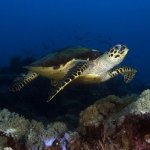 resort-sabang-blueribbon-dive-resort (2)